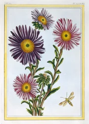 Livingstone Daisy Dorothanthus, ca. 1776
